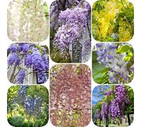 Semi di glicine - da balcone vecchie varietà resistenti resistenti per giardini rocciosi semi di raro da giardino per giardinieri luoghi soleggiati 80pcs