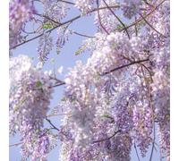 semi di glicine - in vaso da esterno rampicante resistente perenni esotiche 8pcs