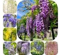 Semi di glicine - per luoghi soleggiati vecchie varietà resistenti da giardino semi di esotico decorazioni da giardino per esterni raro balcone resistenti 80pcs