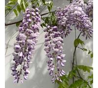 Semi di glicine - rampicanti resistenti da ombra resistenti da esterno rare semi di come per gli ospiti autunnali giardino roccioso glicine 50pcs