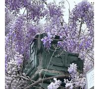 Semi di glicine - raro per luoghi soleggiati resistenti resistenti per giardini rocciosi giardinieri vecchie varietà da balcone semi di come 25pcs