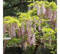 semi di glicine - resistenti di esotiche, selvatici 40pcs