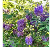 Semi di glicine, resistenti per il giardino Wisteria sinensis, semi di come per gli ospiti perenni resistenti 30pcs