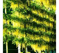 Semi di glicine - semi di come bomboniera decorazioni da giardino per esterni resistenti raro per giardinieri esotico da giardino vecchie 55pcs