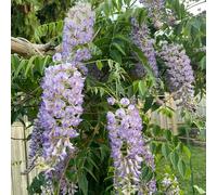Semi di glicine - semi di decorazione da giardino per esterni rampicanti resistenti come per gli ospiti rare regali gli amanti del giardino da 60pcs