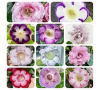 Semi di Gloxinia-Aiuole rialzate per giardino,semi di,balcone,colorate Semi di prati ti 100pcs