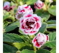 Semi di Gloxinia - esotico serre balcone semi di selvatici resistenti d'appartamento rare vecchie varietà estivi come bomboniera autunnali 40pcs