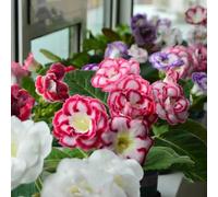 Semi di Gloxinia, per luoghi soleggiati d'appartamento esotiche semi di da balcone come per gli ospiti da interno autunnali resistenti 45pcs