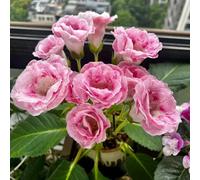 Semi di Gloxinia, resistenti per il giardino Sinningia speciosa, perenni semi biologici rustiche 25pcs