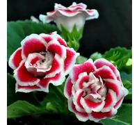 Semi di Gloxinia, semi di come per gli ospiti balcone serra selvatici da balcone vecchie varietà d'appartamento decorazione del soggiorno 100pcs