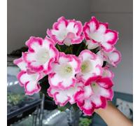 Semi di Gloxinia-Semi di prati ti,regali per gli amanti del giardino di semi di 300pcs