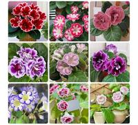 Semi di Gloxinia, Sinningia speciosa, serre da balcone prodotti sostenibili semi di esotiche come per gli ospiti per luoghi soleggiati autunnali 350pcs