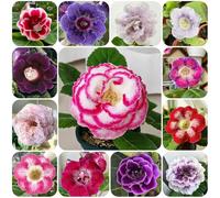 Semi di Gloxinia, Sinningia speciosa, vecchie varietà semi di da interno prodotti sostenibili regali per gli amanti del giardino esotiche decorazione floreale 180pcs