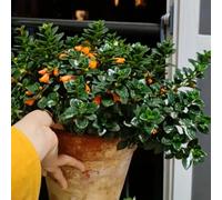 Semi di Goldfish Chlorophytum,da Ufficio,da Ombra Resistenti all’Inverno,Semi di 10pcs