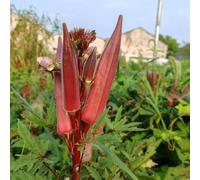 Semi di gombo, baccelli di gombo, coltivare Semi di resistenti semi di invernali regali da giardino per le donne 100pcs