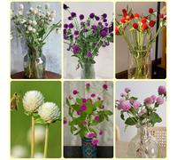 Semi di Gomphrena globosa, Semi di amaranto globo le da giardino roccioso sono resistenti regali sostenibili da giardino, sementi biologiche 150pcs