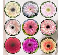 Semi di gra resistenti,giardino to,per luoghi soleggiati vaso,semi di recisi da giardino 300pcs