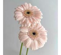 Semi di gra resistenti,resistenti per il giardino,bellissime in vaso da giardino 250pcs