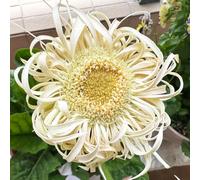 Semi di gra resistenti,semi di,giardino interno da giardino、splendidamente luminosi con vaso 800pcs