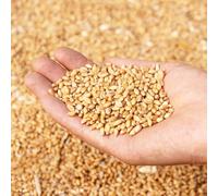 semi di grano biologico giardino resistenti orticole resistenti per giardini rocciosi rara copertura del terreno verdi esotico balcone con 150pcs
