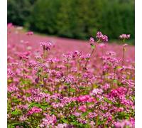 semi di grano sarraceno biologico Semi di giardino, decorazione selvaggi perenni esotici 300pcs