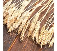 semi di grano (semi di),in vaso resistenti,decorative da balcone,decorazione giardino per esterno semi di 200pcs