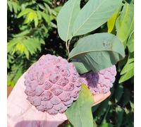 Semi di Graviola - Annona muricata - fresca, da giardino semi di per il giardino le sono resistenti 10pcs