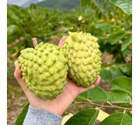 Semi di Graviola - esotici Annona muricata - da balcone biologiche frutteto da balcone resistenti semi di antiche varietà giardino 150pcs
