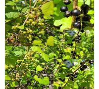 semi di grosella Grosella colonnari arbusti medicinali resistenti semi organici di 80pcs