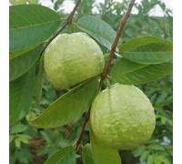 semi di guava - resistenti vecchie varietà decorazione balcone giardino 10pcs