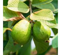 Semi di guava - varietà antiche, rare Frutteto esotico, resistenti giardino per giardinieri semi di spalliera serre balcone 100pcs