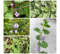 Semi di Gundermann, semi di Gundelrebe, le da giardino roccioso sono resistenti Glecoma hederacea - prodotti sostenibili Le tappezzanti sono resistenti 300pcs