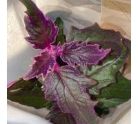 Semi di Gynura aurantiaca, resistenti passione viola gynura, resistenti per il giardino d'appartamento che purificano l'aria esotiche resistenti soggiorno 150pcs