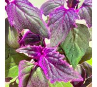 Semi di Gynura aurantiaca, resistenti per il giardino Semi di Gynura, esotiche resistenti d'appartamento che purificano l'aria resistenti 80pcs