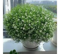 Semi di gypsophila - d'appartamento resistenti da balcone decorazione floreale semi di esotico organico vecchie varietà per luoghi soleggiati raro 500pcs