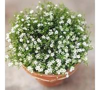 Semi di gypsophila - decorazione floreale d'appartamento decorazioni da giardino per esterni per luoghi soleggiati arredamento del soggiorno estivi 500pcs