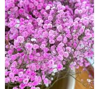 Semi di gypsophila - per luoghi soleggiati serre da balcone farfalle d'appartamento per giardinieri semi di resistenti resistenti 600pcs