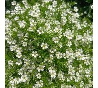 Semi di Gypsophila perenne resistente da balcone giardino prato to decorative decorazione resistenti per il 300pcs