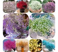 Semi di gypsophila - resistenti per giardini rocciosi semi di organico serre da balcone farfalle estivi da balcone per luoghi soleggiati 850pcs