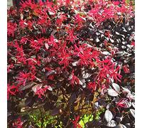 semi di hamameli selvatici di balcone perenni resistenti giardino riverdimento tetti scalatrici giardino interni scalatrici resistenti a 10pcs