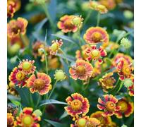 Semi di Helenium esotico resistenti per giardini rocciosi semi di per i luoghi soleggiati copertura del terreno balcone 100pcs