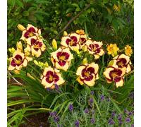 Semi di hemerocallis, farfalle copertura del terreno vecchie varietà raro resistenti per giardini rocciosi semi di per luoghi soleggiati organico 550pcs