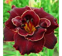 Semi di hemerocallis Giardino roccioso, resistenti per il pieno sole biologici per esterno giardino Vecchie varietà resistenti arredamento del 350pcs