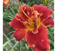 semi di hemerocallis - giardino selvatici esotiche in vaso 400pcs