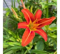 Semi di Hemerocallis, rara copertura del terreno semi di selvatici farfalla balcone giardino biologici per giardinieri esotici balcone 180pcs