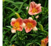 Semi di Hemerocallis, serre balcone semi di selvatici farfalla vecchie varietà estivi esotici balcone Decorazioni giardino per esterni, ornamentali 100pcs