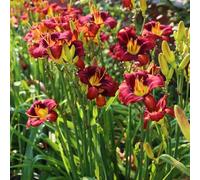 Semi di hemerocallis, vecchie varietà per luoghi soleggiati resistenti per giardini rocciosi decorazioni da giardino esterni selvatici esotico giardinieri organico 600pcs