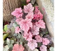 semi di Heuchera antiche varietà di selvatiche campanule viola decorazioni giardino per esterni per i luoghi soleggiati amanti dell'ombra, resistenti al freddo 60pcs