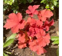 semi di heuchera autunnali resistenti alle pietre da giardino balcone in estremamente vecchie varietà 50pcs