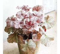 Semi di Heuchera Bells da balcone resistenti all'esterno serre da balcone esotiche semi di ufficio verdi copertura del terreno ombra decorazione del 150pcs